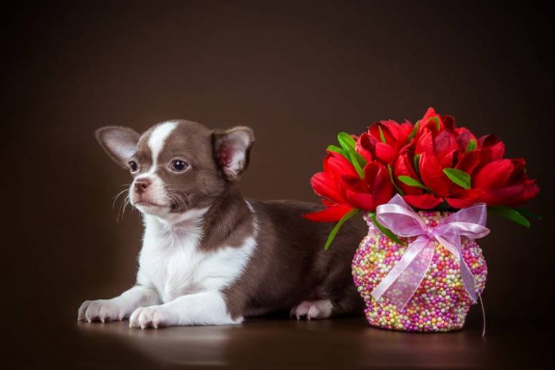 
Для женщин праздник, для собак беда: какие цветы могут стать причиной отравления животных                