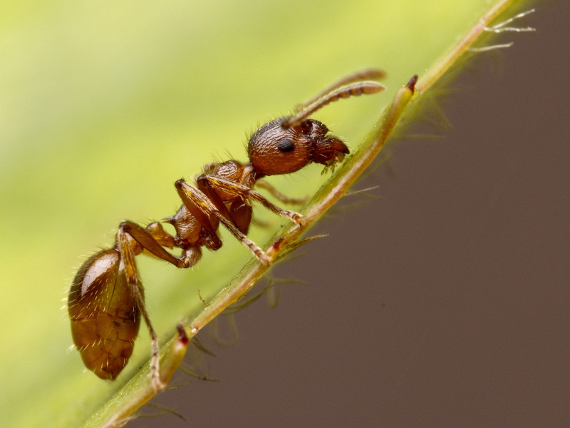 
Как быстро и эффективно избавиться от муравьев без химии                