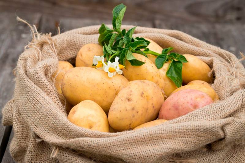 
Прогноз погоды для дачников на сентябрь: когда копать картошку и собирать урожай на огороде                