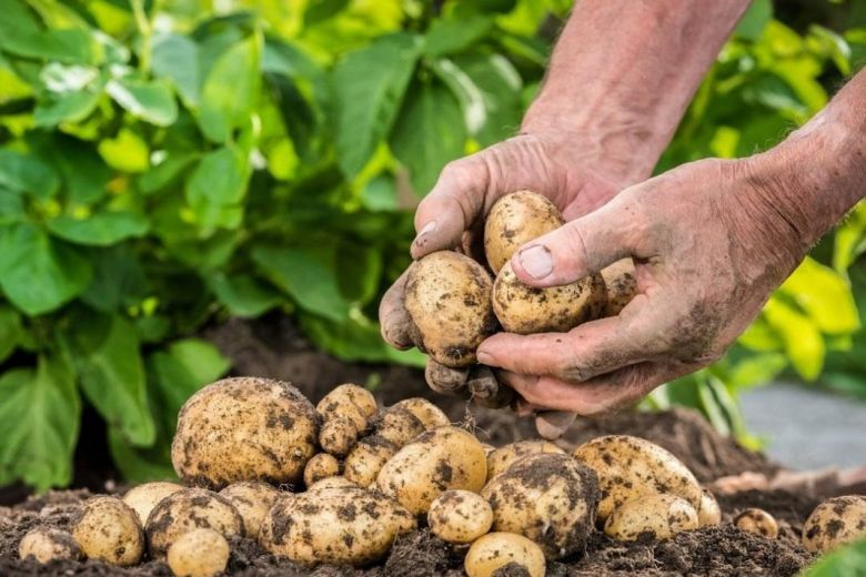 
Прогноз погоды для дачников на сентябрь: когда копать картошку и собирать урожай на огороде                