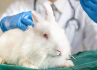 Принцип искусственного осеменения кроликов