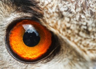 Лейте слезы. Что общего между людьми, птицами и крокодилами