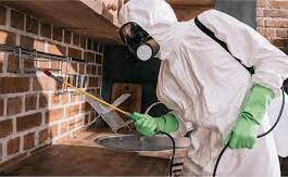 Для чего нужна дезинсекция?