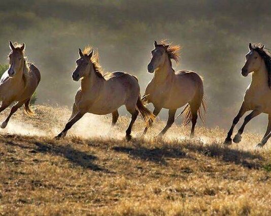 Как на Руси в Феофанов день 25 марта по лошадям определяли погоду