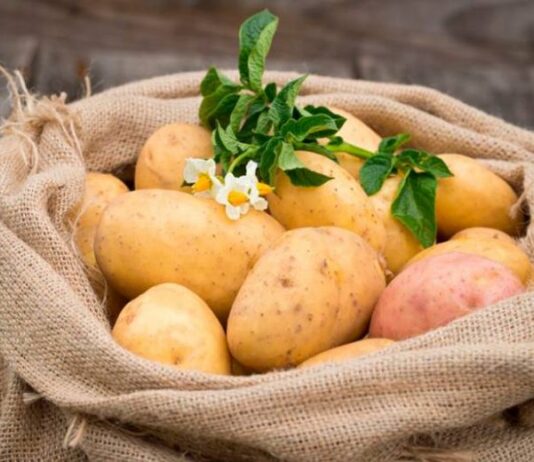 Как вырастить суперранний урожай в России в марте 2023 года