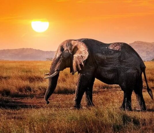 Перед кем испытывает страх самое большое животное в мире — слон