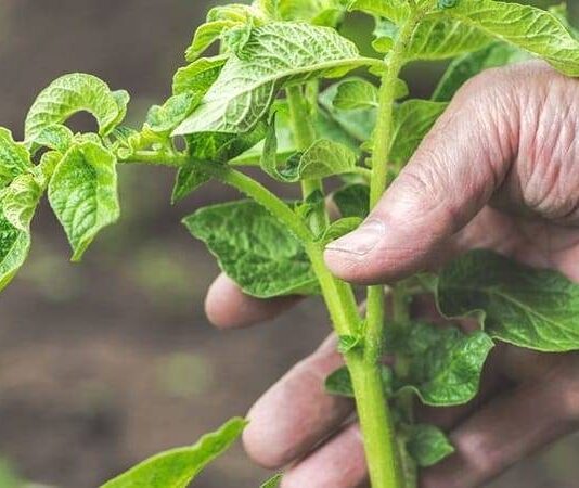 Сажаем картофель в апреле и мае 2023 года по лунному календарю