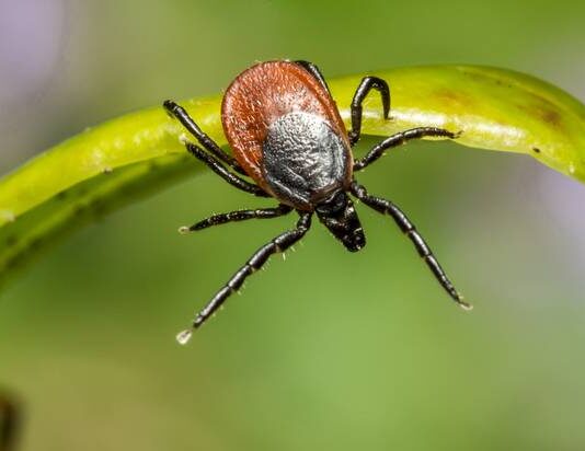 Как вытащить клеща правильно: частые ошибки, которые могут привести к госпитализации