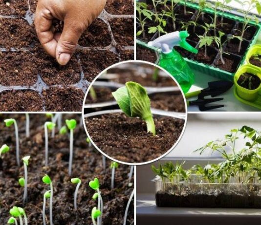 Лунный календарь огородника и садовода на апрель 2023 года