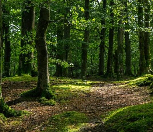 Почему на Мартына Лисогона 27 апреля люди боялись петь в лесу