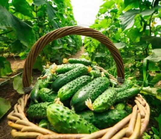 «Секретное средство»: главные правила полива и большого урожая огурцов