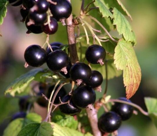 Чем и как правильно обработать смородину весной, чтобы защитить ее от вредителей и получить богатый урожай