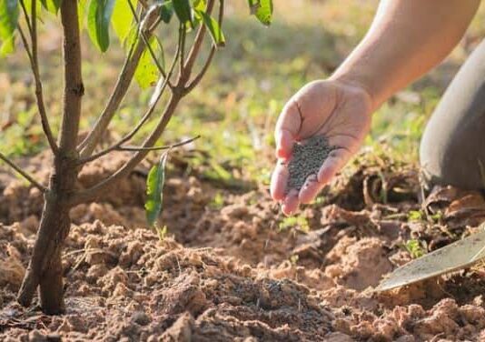 Чем подкормить деревья весной, чтобы завязи не опадали