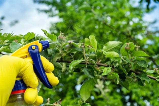 
Чем подкормить деревья весной, чтобы завязи не опадали                