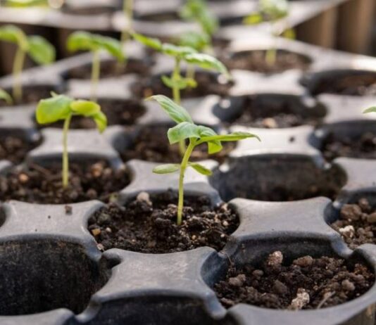 Что нужно успеть посадить православным верующим до Троицы