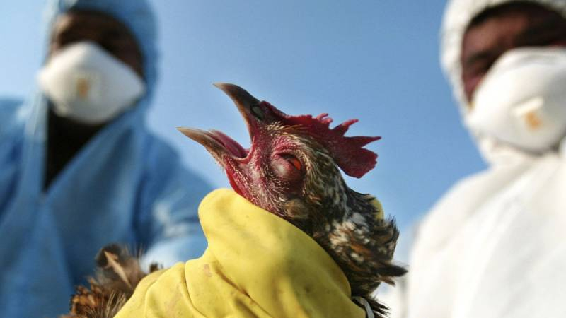 
Как не «поймать» птичий грипп с высоким процентом летальности, рассказал врач                