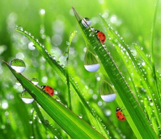 Почему на Иова Огуречника 19 мая роса обладала целебными свойствами