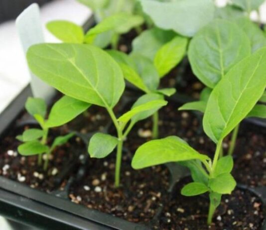 Почему опытные огородники выращивают баклажаны в открытом грунте, а не в теплице