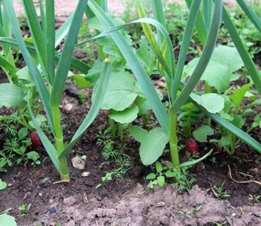 Правильный сосед: что лучше всего посадить рядом с чесноком