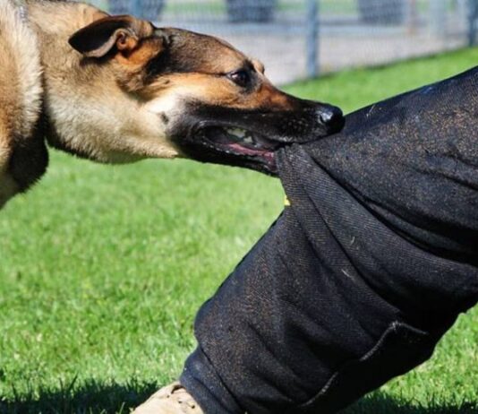 Серьезные штрафы: владельцам собак придется выложить до 200 тысяч рублей