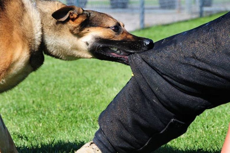 
Серьезные штрафы: владельцам собак придется выложить до 200 тысяч рублей                