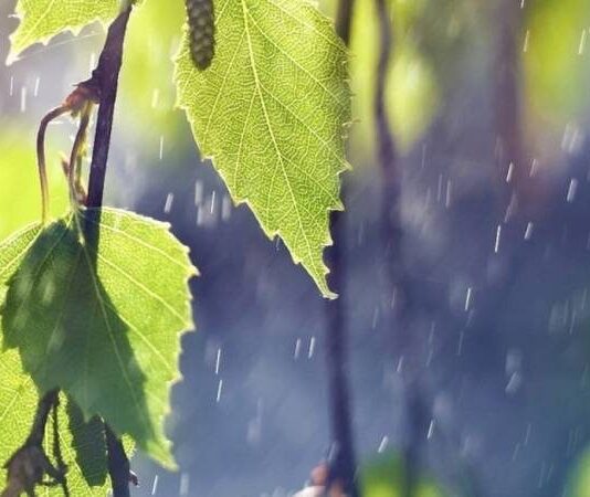 «Дождливая Троица о будущем урожае поведает»: народные приметы и поверья на праздник 4 июня 2023 года