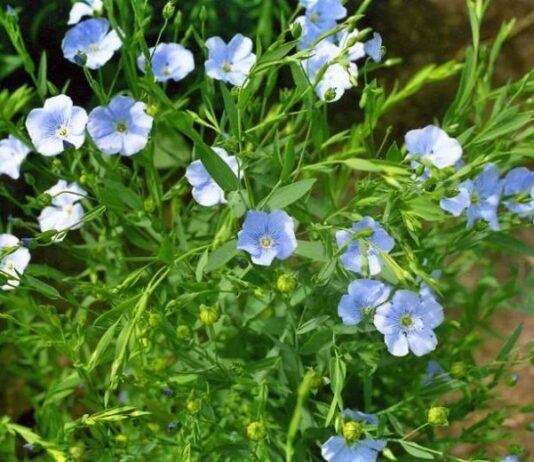 «Как лён силен, так и коса»: обычаи и запреты в праздник Елены Леносейки 3 июня