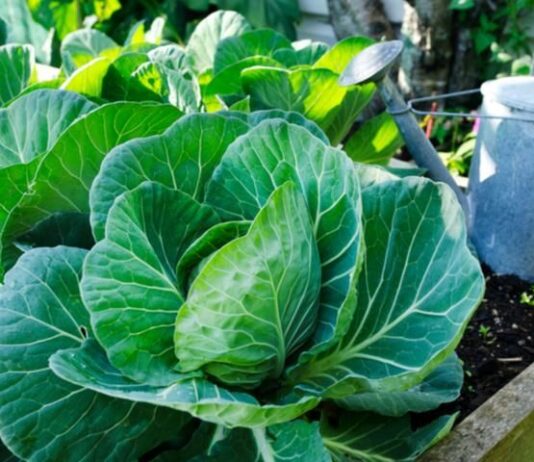 Когда сажать капусту в июне 2023 на грядку и в теплицу по лунному календарю