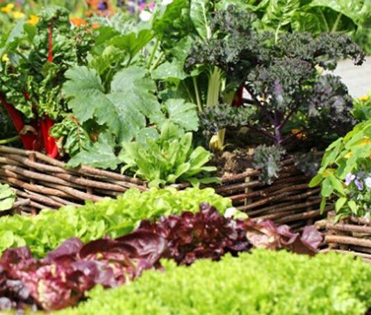 Лунный посевной календарь на июль 2023 года: что и когда сеять на огороде в середине лета