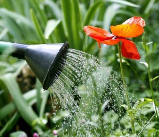 Полезные хитрости: как сэкономить воду на даче