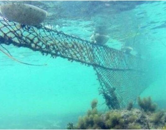 В море с акулами: почему в Египте снимают защитные сетки