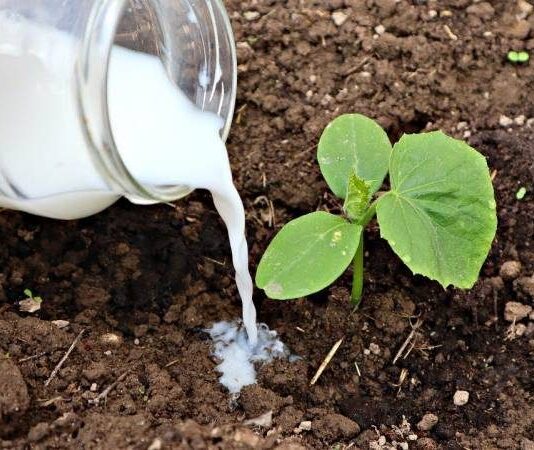 Какие растения в огороде поливают молоком, и зачем это делать