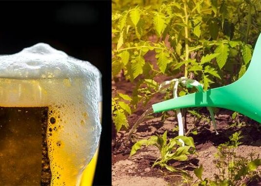Пиво в огороде: проверенное временем средство для подкормки растений