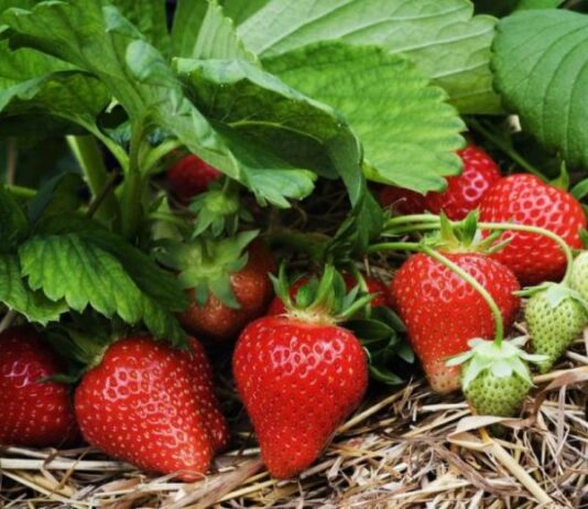 Секреты садовода: как обрезать клубнику после сбора урожая