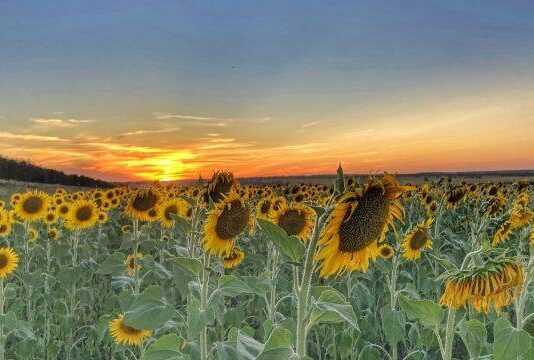 Церковный праздник Фотия и Аникиты 25 августа: традиции и приметы