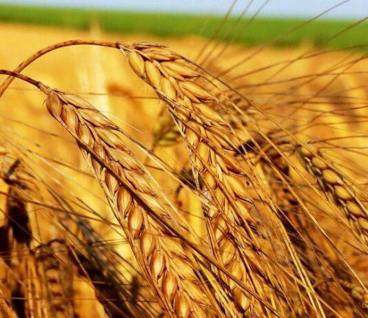 Как на Евстигнея Житника 18 августа привлекали удачу на целый год