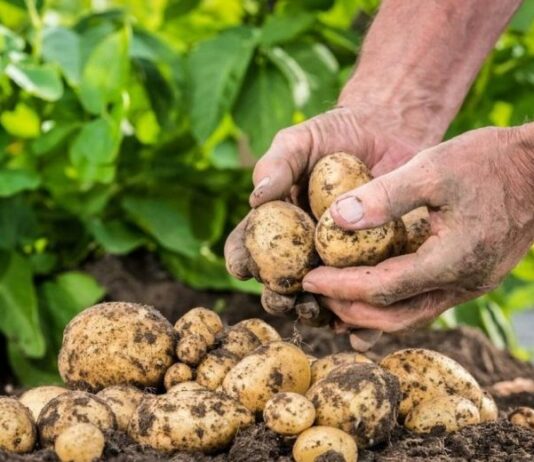 Прогноз погоды для дачников на сентябрь: когда копать картошку и собирать урожай на огороде