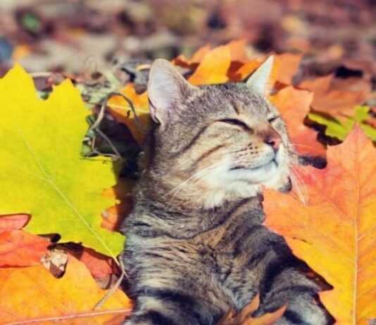 Долгосрочный прогноз погоды в России на октябрь 2023 года