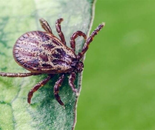Эпидемия аллергии на мясо: как клещи стали угрозой для некоторых регионов России