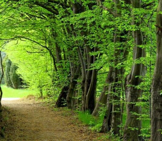 Леснику на заметку: какие приметы нужно знать, чтобы не разозлить лесного духа