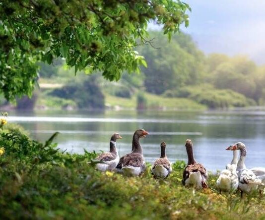 Почему на Никиту Гусятника, отмечаемого 28 сентября, люди обходили стороной водоемы