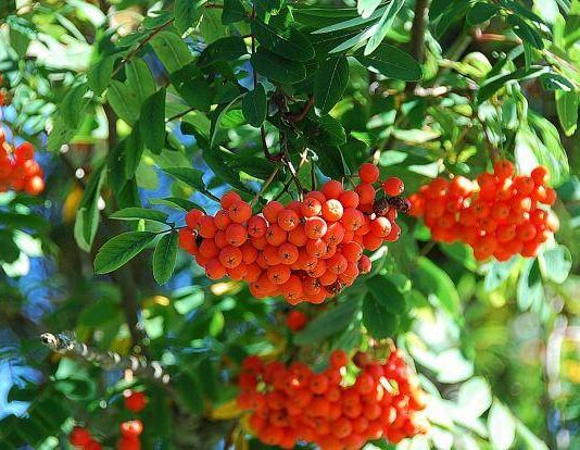 Почему на праздник Петра и Павла 23 сентября 2023 года рябину используют как оберег