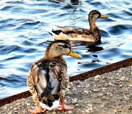 Попразднство Воздвижения Честного Креста и Никита Гусятник: традиции и приметы 28 сентября