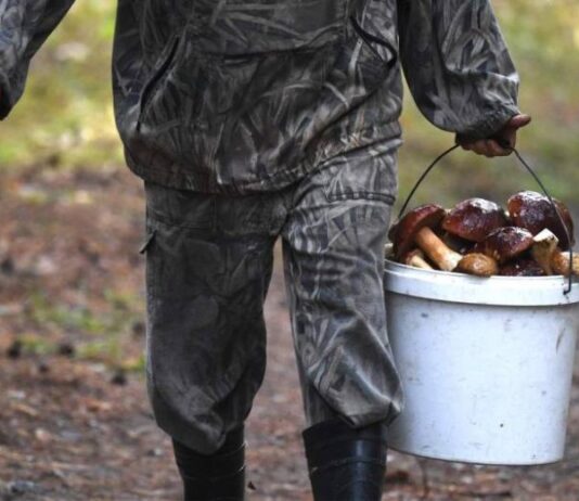 Реформа отрасли дикоросов: изменения, которые предлагает Союз заготовителей и переработчиков