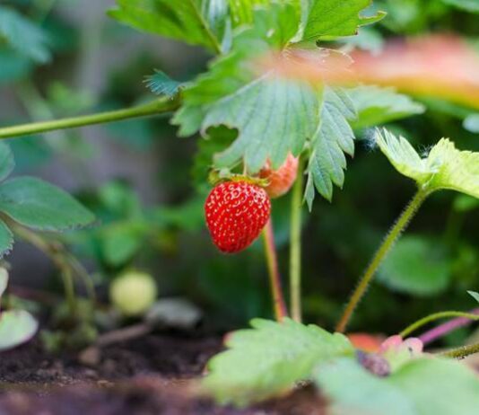 Секреты успешного выращивания клубники осенью
