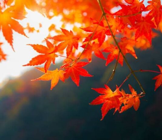 Гороскоп от Ирины Богдан на 9 октября 2023 года для всех знаков зодиака