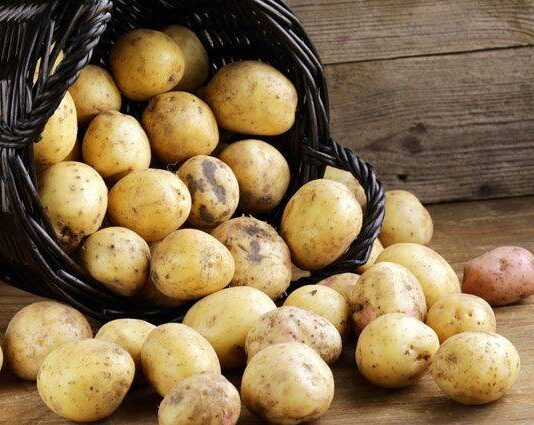 Из-за чего картофель гниет в погребе и как это предотвратить