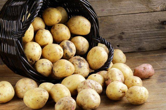 
Из-за чего картофель гниет в погребе и как это предотвратить                