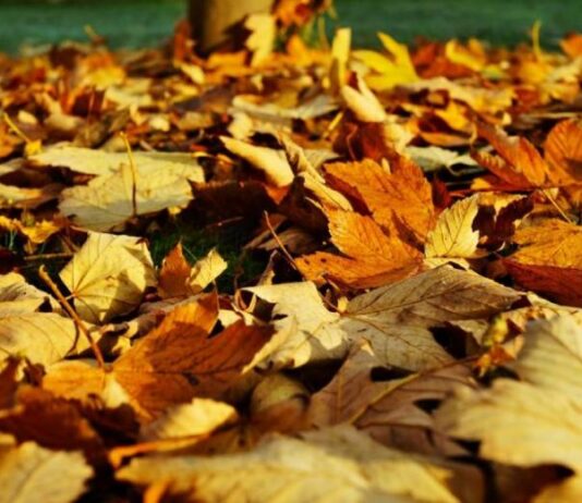 Как на Руси в День Иона и Фоки 5 октября гадали на листьях и почему не ели рыбу