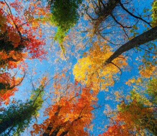 Почему день Ефимия Осеннего 28 октября называли также «Смотринами льна» и остерегались злых языков